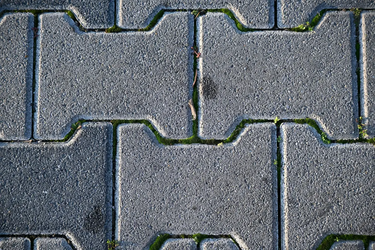 Moss threading through every joint of a paver surface