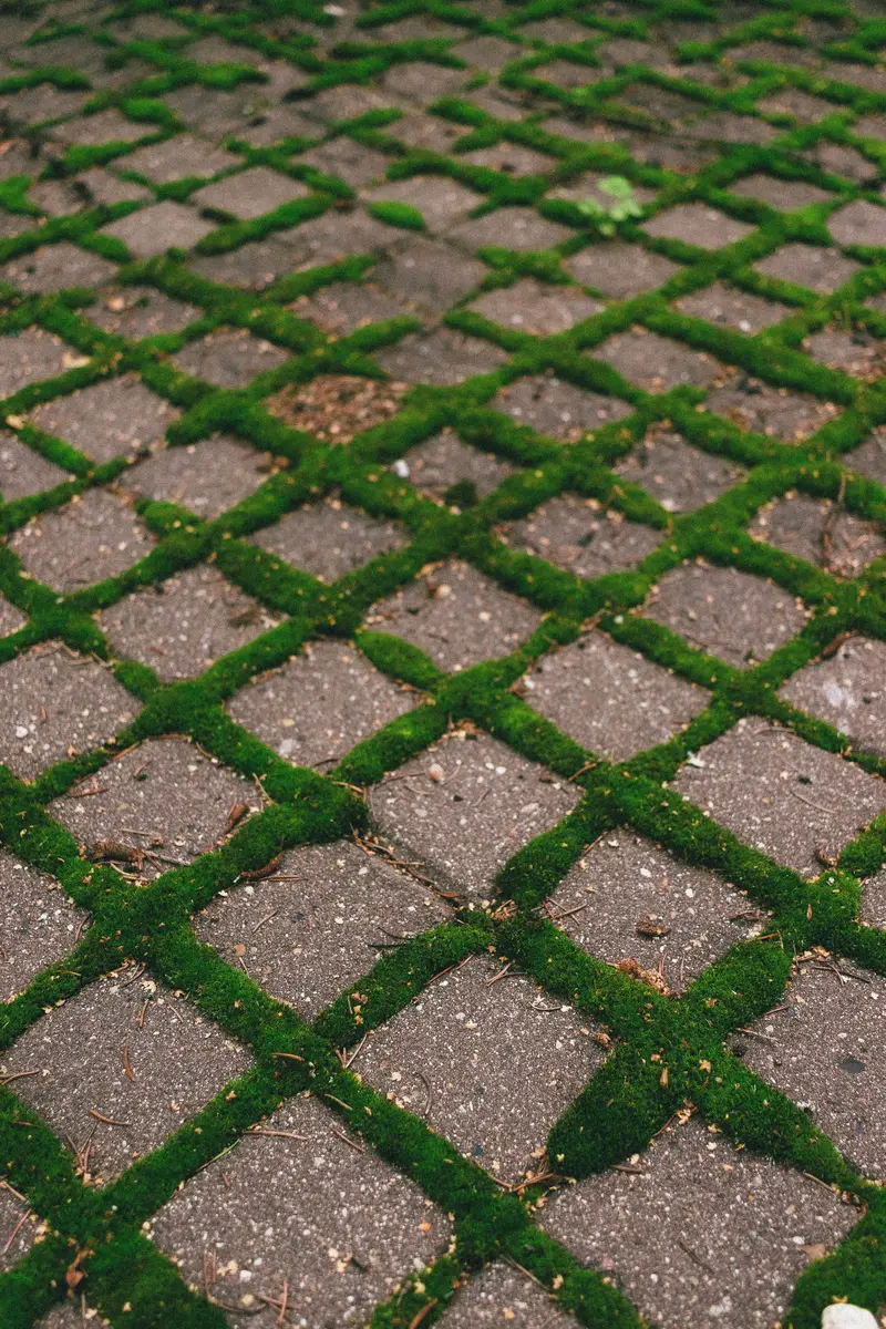Moss in the joints of a shaded patio, the state a surface must not be sealed in