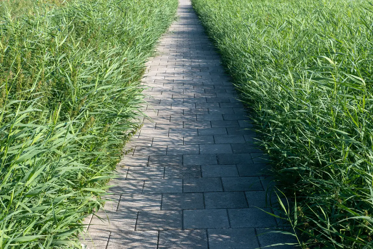 A narrow paver walkway running away between two banks of tall grass
