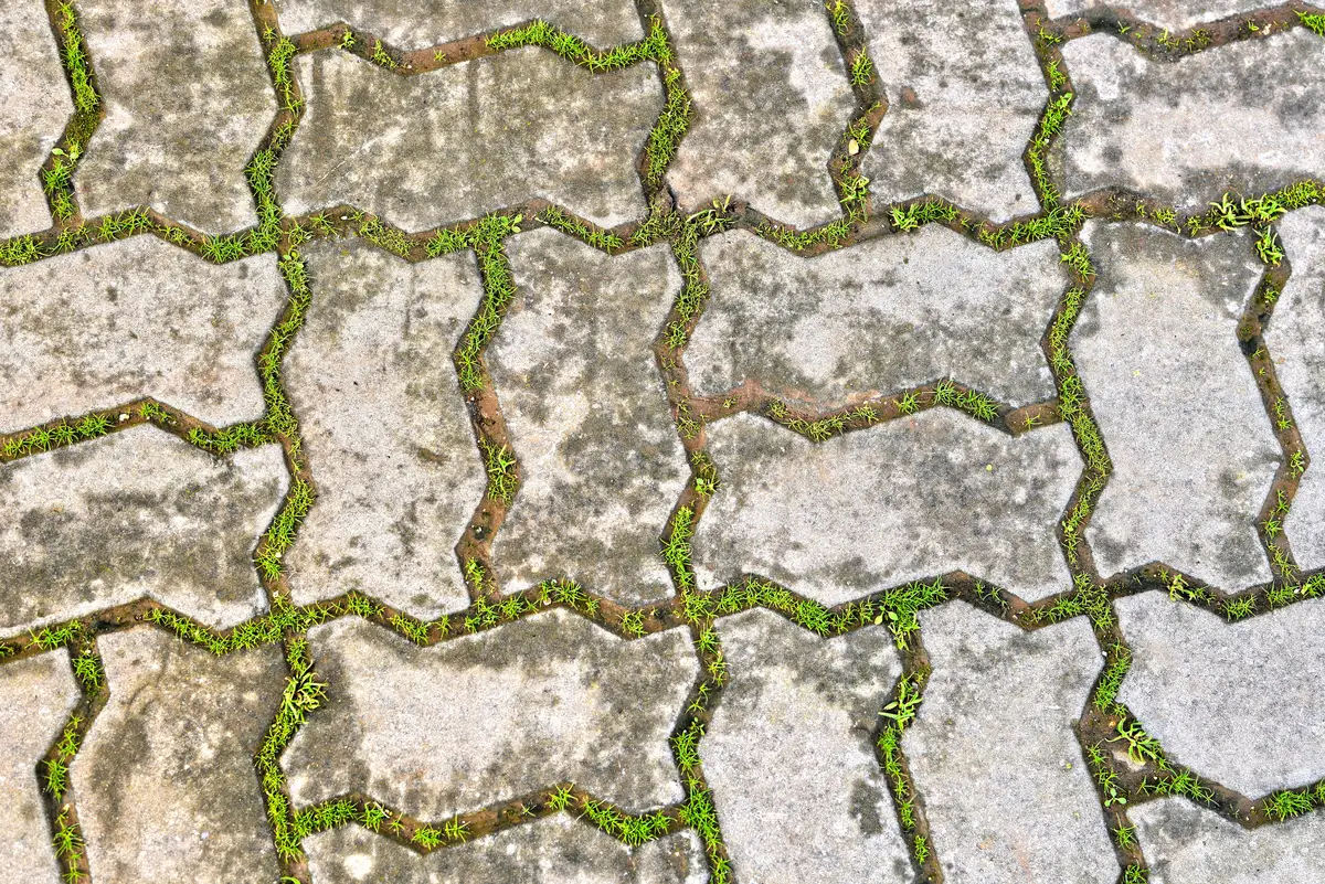 Grass through open joints on a surface waiting to be re-sanded